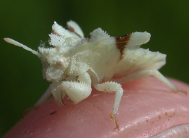 Phymata Ambush Bugs